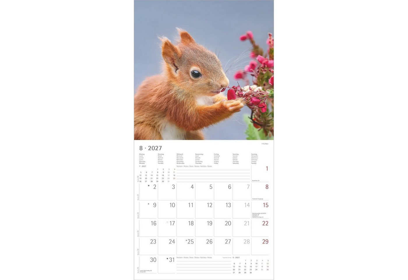 NEUMANN Wandkalender Eichhörnchen 2027 Bild 5