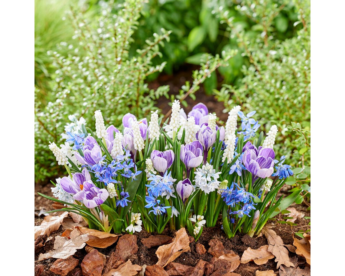 Bloomique Blumenzwiebeln Mischung aus 50 - 6 Monate alten Blumen - Schmetterlingsfreundlich - M, (50-St)