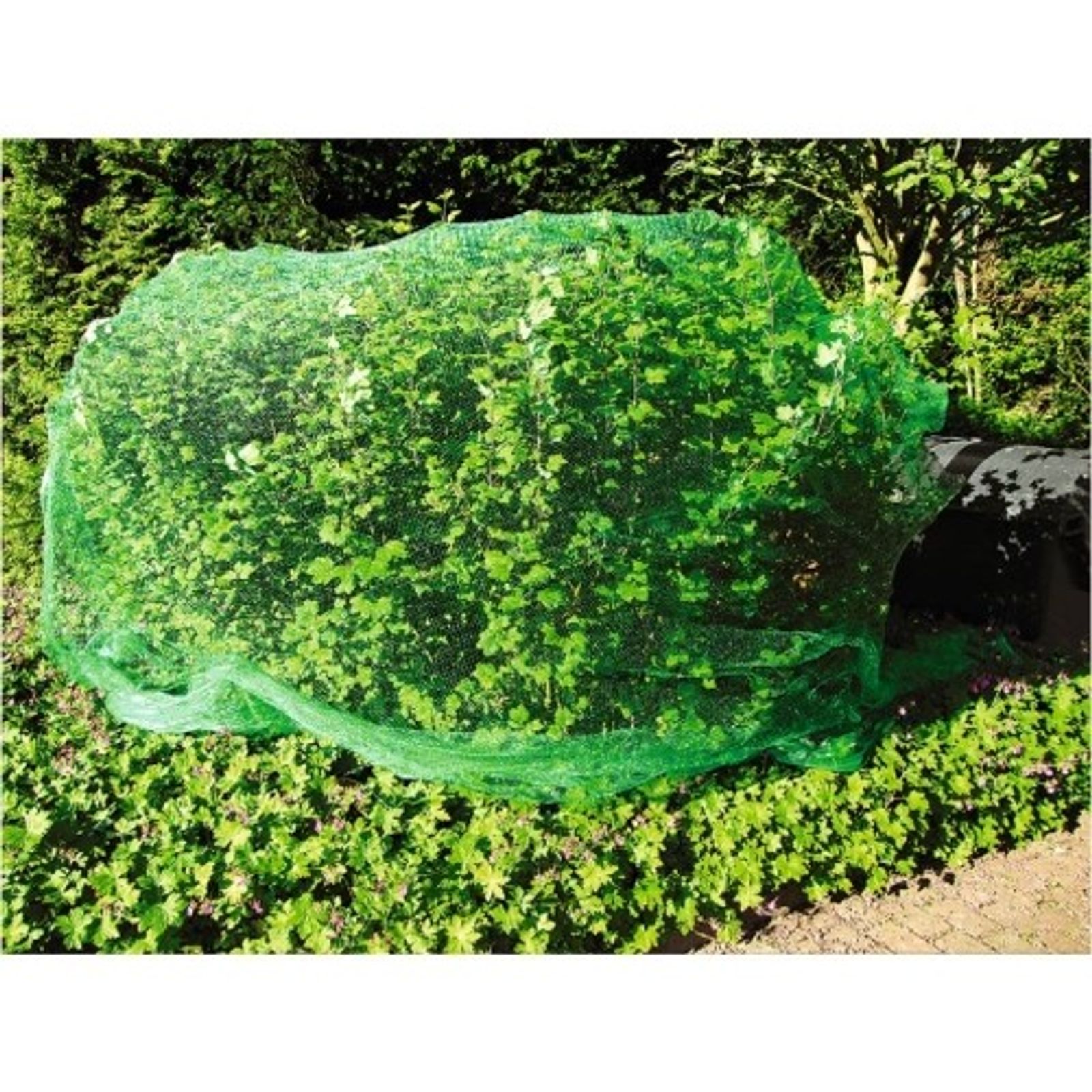Buri - Grüner Jan Vogelschutznetz 8x8 Meter