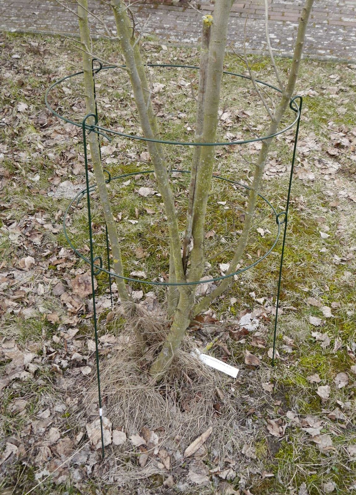 Grüner Jan - Rosenstütze Metall 60x35 Blumenstütze Strauchstütze Pflanzenhalter Staudenhalter