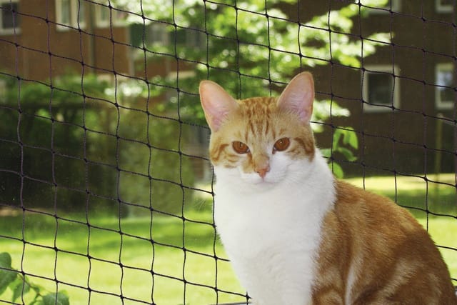 Katzenschutznetz Schwarz Größe M 4 X 3 M Balkon-/fensternetz - Nobby