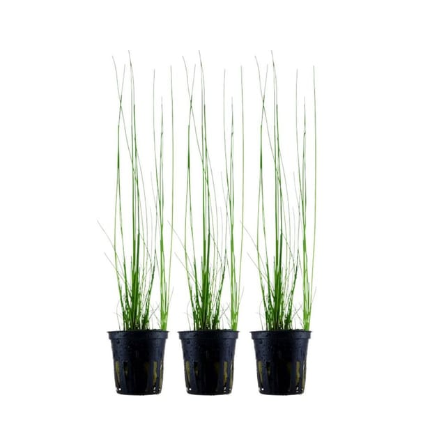 Aquaristikwelt24 - Aquarium Pflanze 3 Stück Eleocharis Montevidensis Wasserpflanze Nr.132d Set
