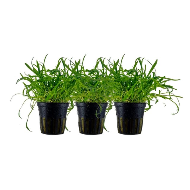 Aquaristikwelt24 - Aquarium Pflanze 3 Stück Lilaeopsis Brasiliensis Wasserpflanze Topf Nr.340 Set
