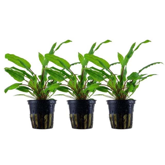 Aquaristikwelt24 - Aquarium Pflanze 3 Stück Cryptocoryne Wendtii 'green' Wasserpflanze Nr.309 Set