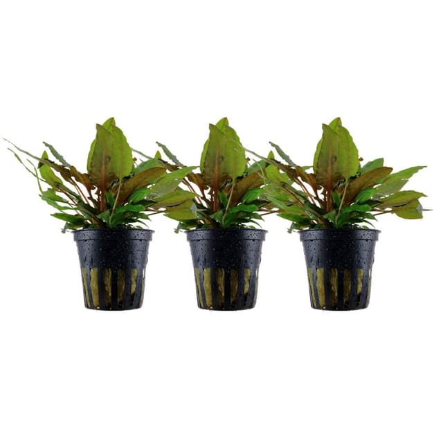 Aquaristikwelt24 - Aquarium Pflanze 3 Stück Cryptocoryne Wendtii 'tropica' Wasserpflanze Nr.309e Set