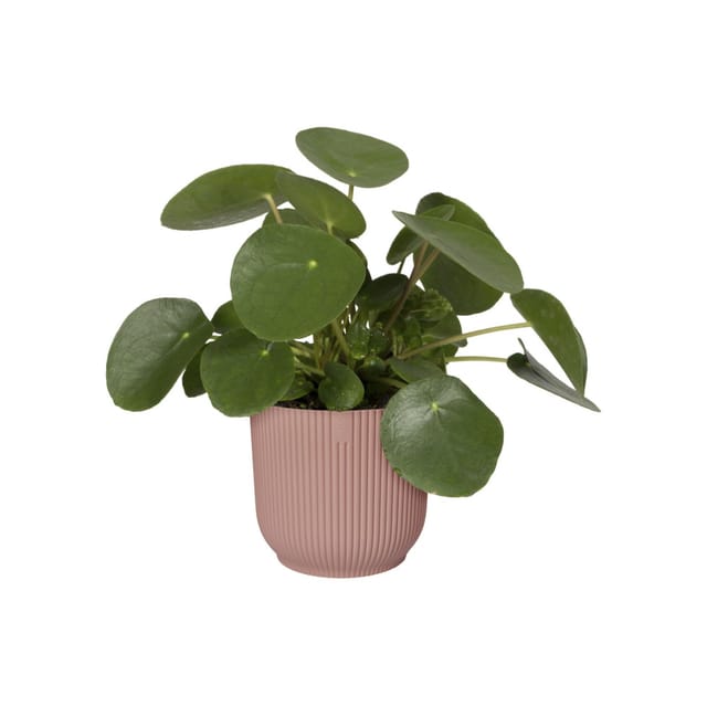 Elho - Vibes Übertopf Fold Zartrosa Ø 18 Cm - Kunststoff