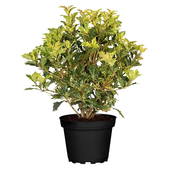 Piardino Stachelblättrige Duftblüte (Osmanthus heterophyllus 'Goshiki', Topfgröße: 23 cm, Blattfarbe: Bunt panaschiert)