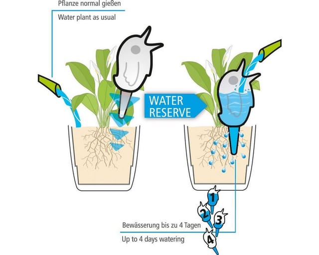 - Scheurich