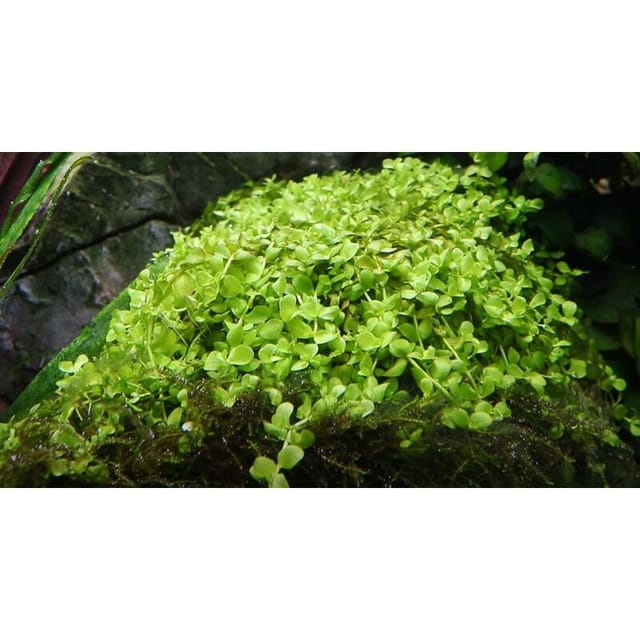 Aquaristikwelt24 - Aquarium Pflanze 10 Stück Micranthemum Tweediei 'monte Carlo' Wasserpflanze Nr.325 Set