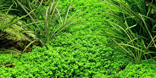 Aquaristikwelt24 - Aquarium Pflanze 10 Stück Hemianthus Callitrichoides Wasserpflanze Nr.048b Set