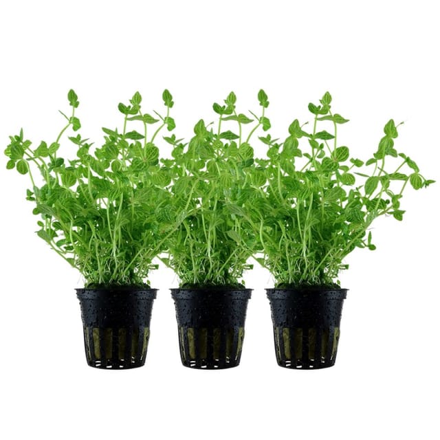 Aquarium Pflanze 3 Stück Lindernia Rotundifolia Tropica Nr.045