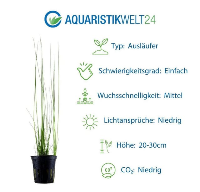 Gräser Set Mit 3 Gras Pflanzen Aquariumpflanzen Set Nr.130