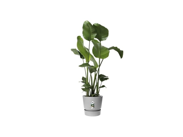 Elho Runder Blumentopf Greenville 25 - Aussenbereich - 24,48 X H 23,31 Cm - Grau B Ton Living