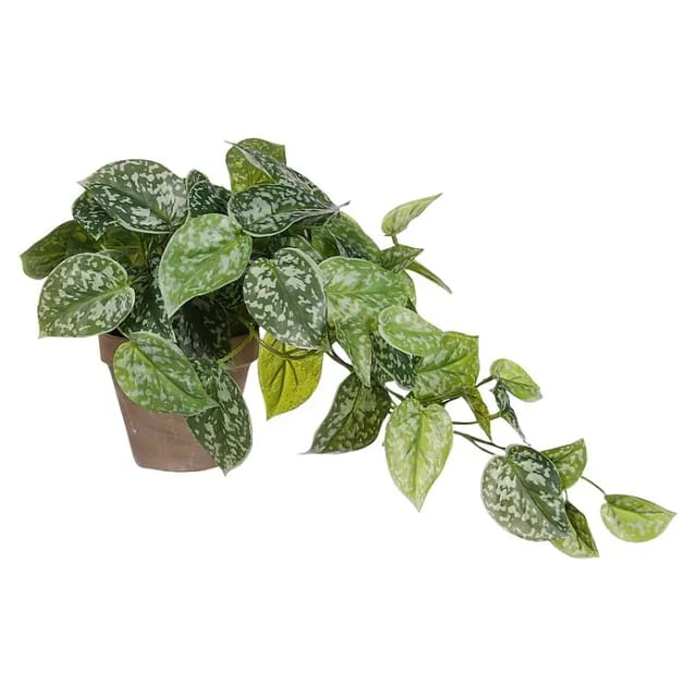 Mica Decorations - Mica Künstlicher Scindapsus Grün Im Topf 44 X 17 Cm Dekoblumen
