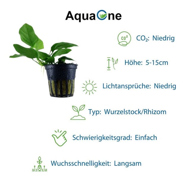 Aquaristikwelt24 - Pflanzen Set Mit 4 Anubias Aquariumpflanzen Set Nr.134
