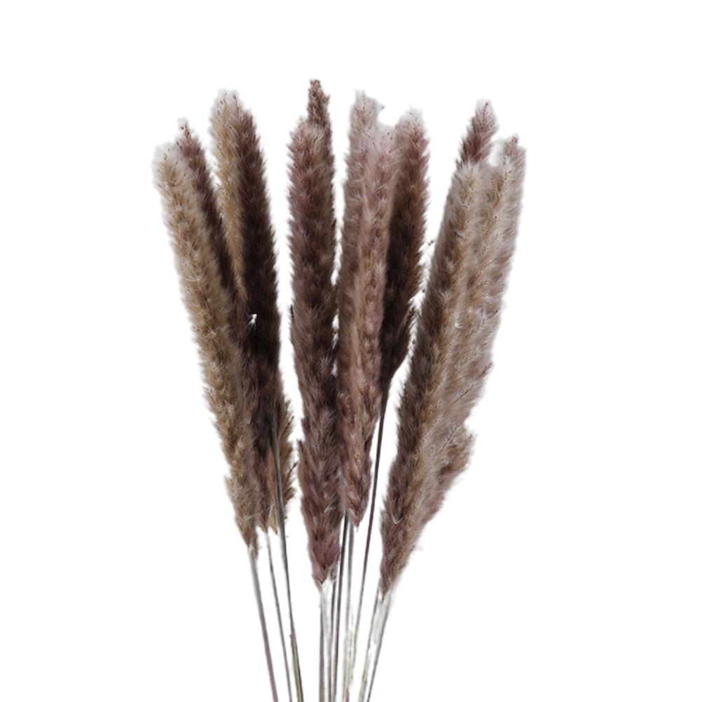 Getrocknetes Pampasgras (phragmites) – Natürliche Dekoration – Fotorequisiten Für Hotelhochzeiten