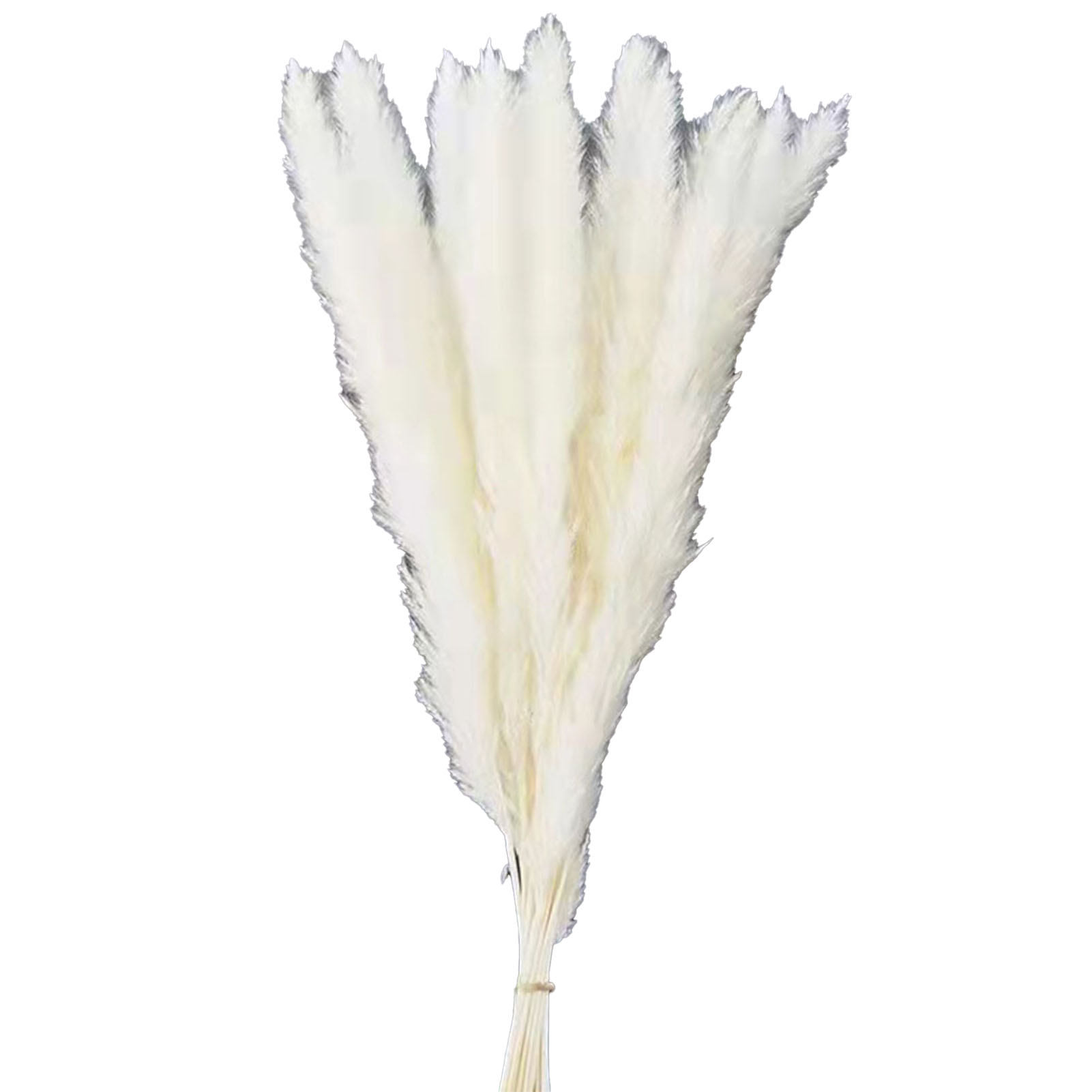 30 Stängel Getrocknete Weiße Pampasgrasblüten Für Selbstgemachte Weihnachtsdekorationen, Schilfstrauß