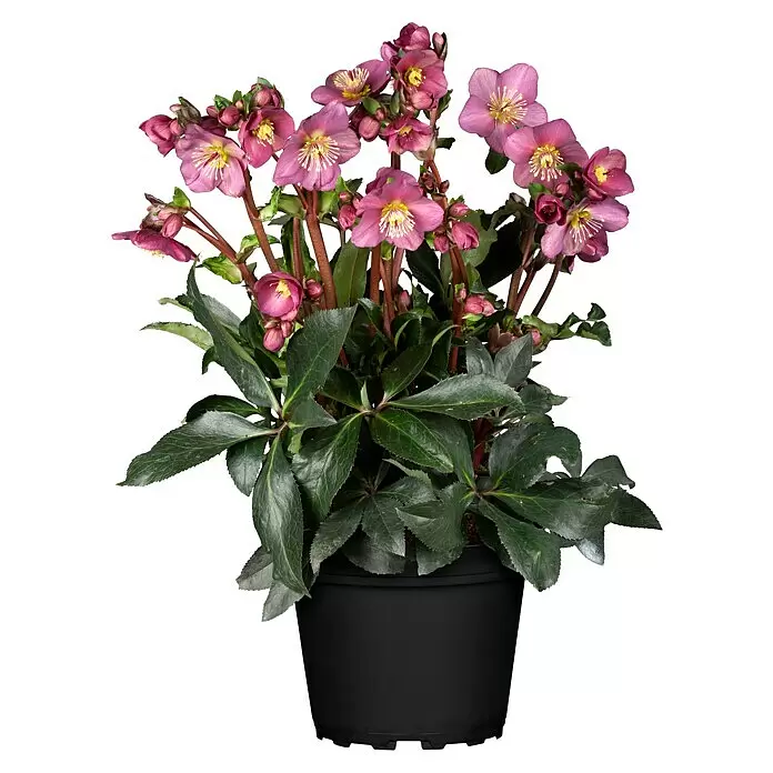 Piardino Christrose (Helleborus x glandorfensis HGC® Ice N´Roses ®, Topfgröße: 17 cm, Rosa)
