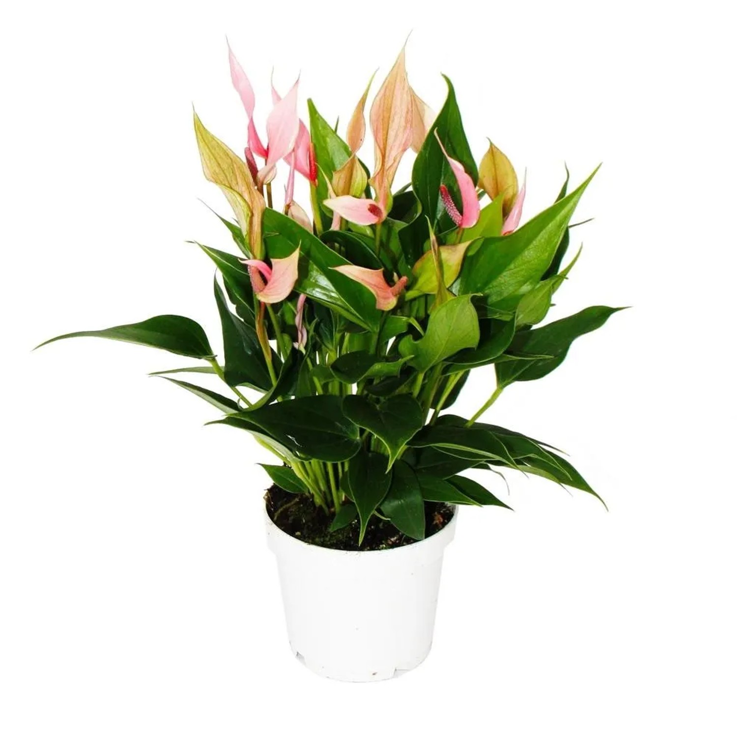 Exotenherz Flamingoblume Anthurium Andreanum Anthurie 12cm Topf Kleinblütig Rosa Blühend Lilli