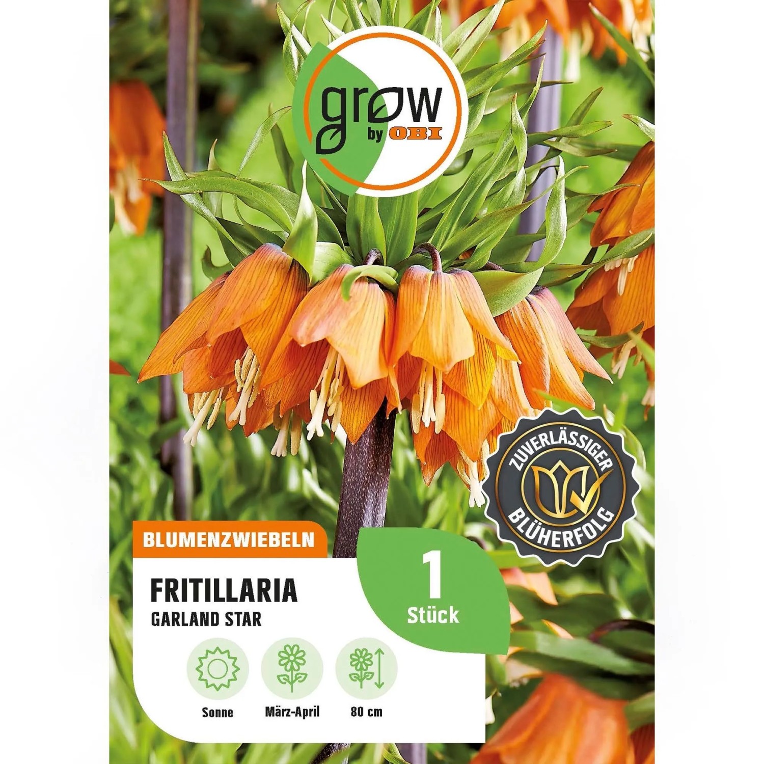 GROW by OBI Kaiserkrone Garland Star 1 St. Fritillaria imperialis Garland Star