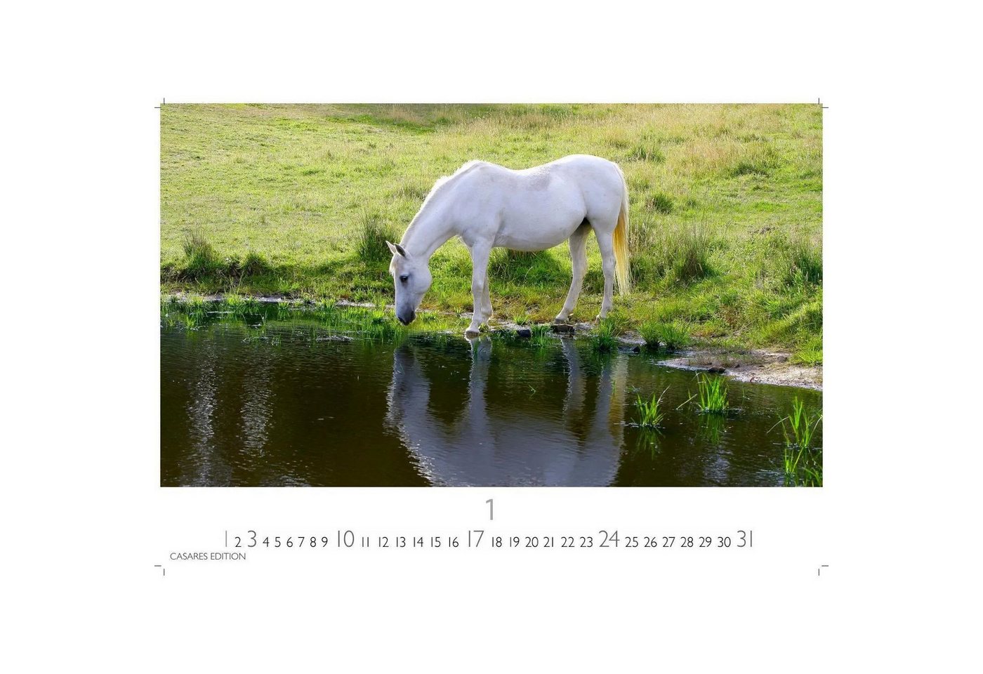 Wandkalender Pferde Kalender 2027 - Wandkalender, Fotokalender Tierkalender... Bild 5