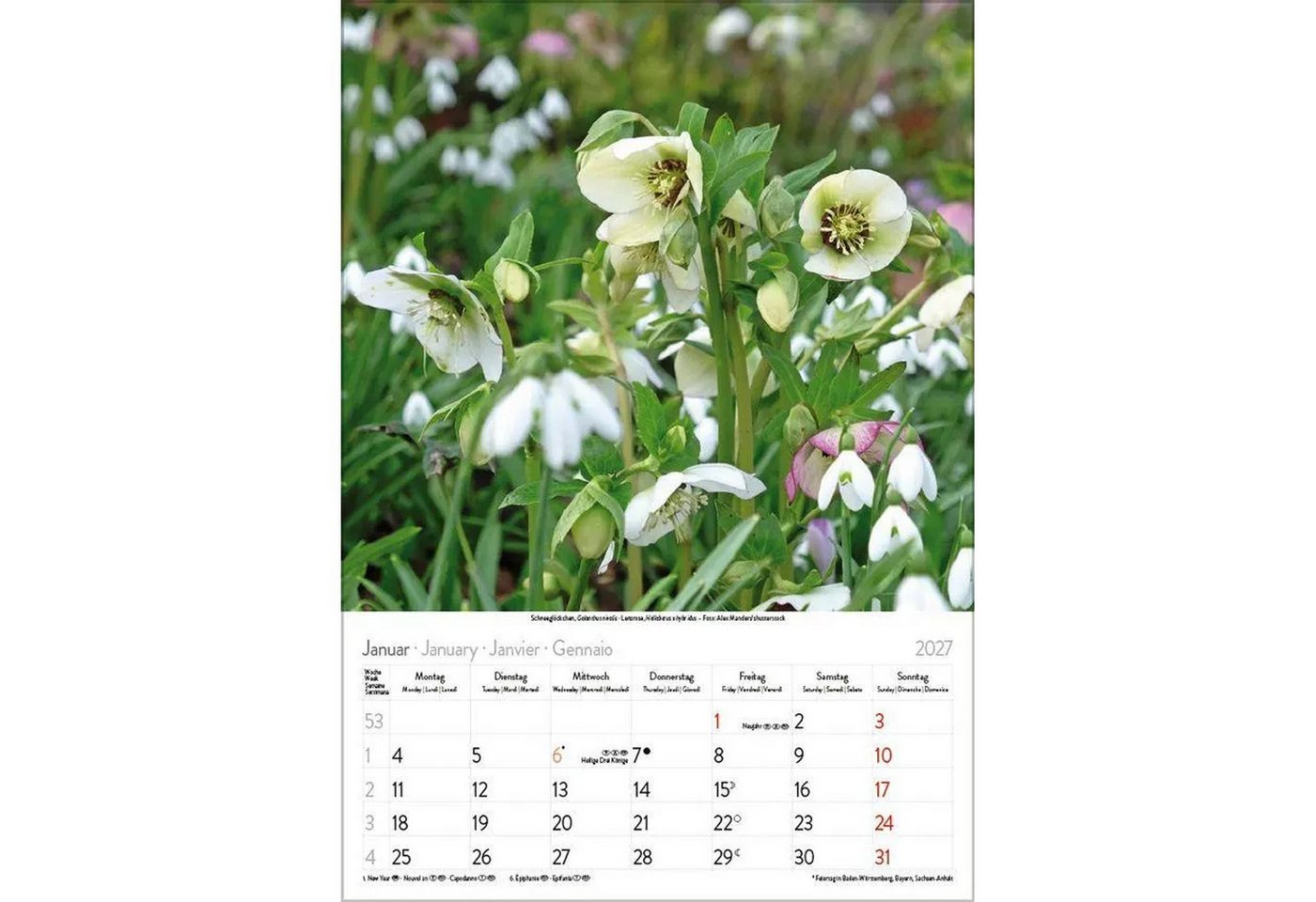 Korsch Verlag Wandkalender Blütenzauber 2027 Bild 4