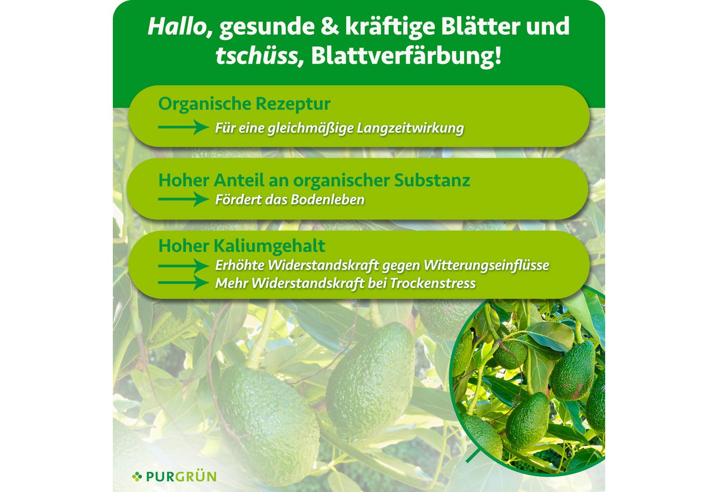 Purgrün Gemüsedünger Bio Avocado Dünger, NPK 4+1+7, Algenextrakt, 1 Liter, Flüssigdünger, 1-St., 1 Liter Bild 2