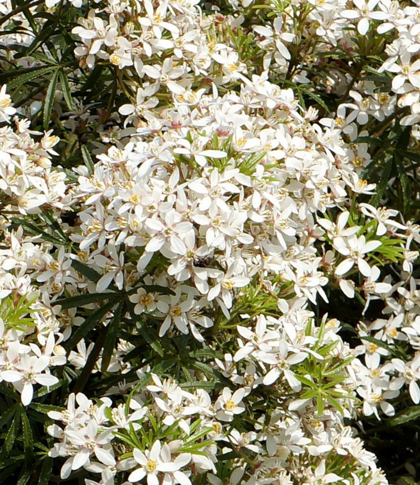 BALDUR Garten Zierstrauch Orangenblume 'White Dazzler®' im 2-Liter Containertopf, 1 St., Orangenblume,winterhart, starkduftend, robust Bild 3