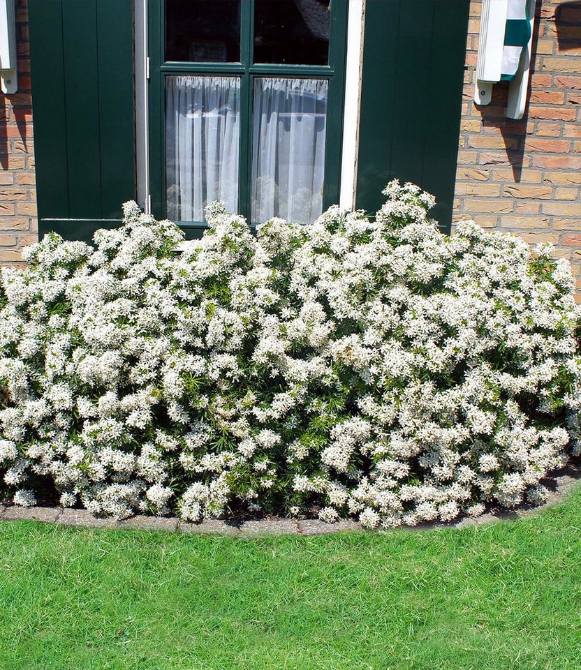 BALDUR Garten Zierstrauch Orangenblume 'White Dazzler®' im 2-Liter Containertopf, 1 St., Orangenblume,winterhart, starkduftend, robust Bild 5