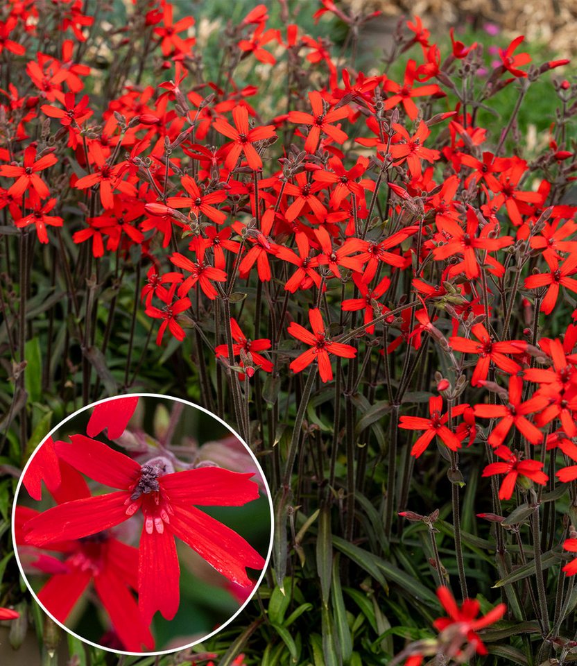 BALDUR Garten Staude Silene 'Burning Hearts', 1 St., Leimkraut,winterhart, leuchtende Blüten, kompakt, aufrecht