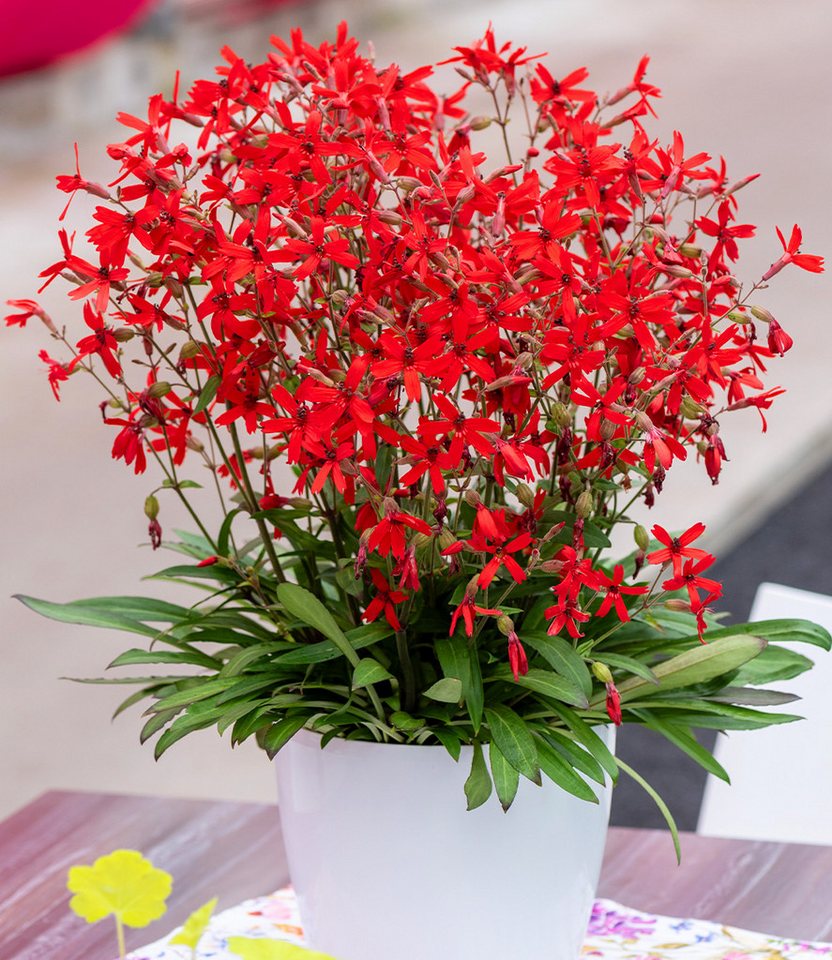 BALDUR Garten Staude Silene 'Burning Hearts', 1 St., Leimkraut,winterhart, leuchtende Blüten, kompakt, aufrecht Bild 2