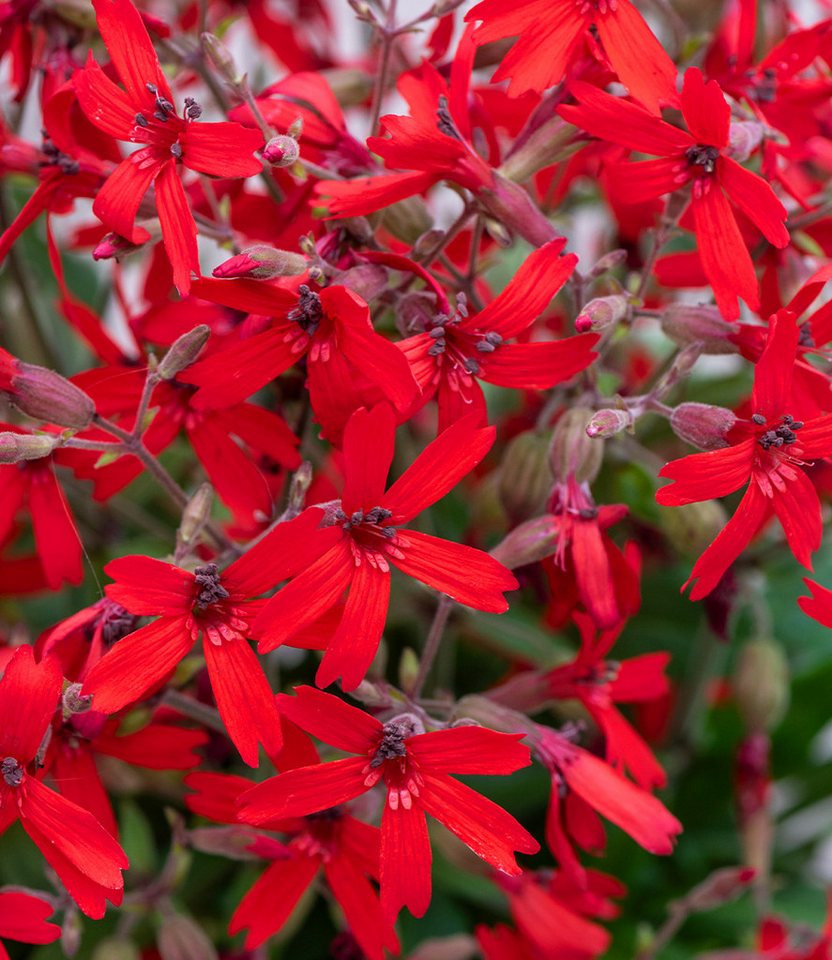 BALDUR Garten Staude Silene 'Burning Hearts', 1 St., Leimkraut,winterhart, leuchtende Blüten, kompakt, aufrecht Bild 3