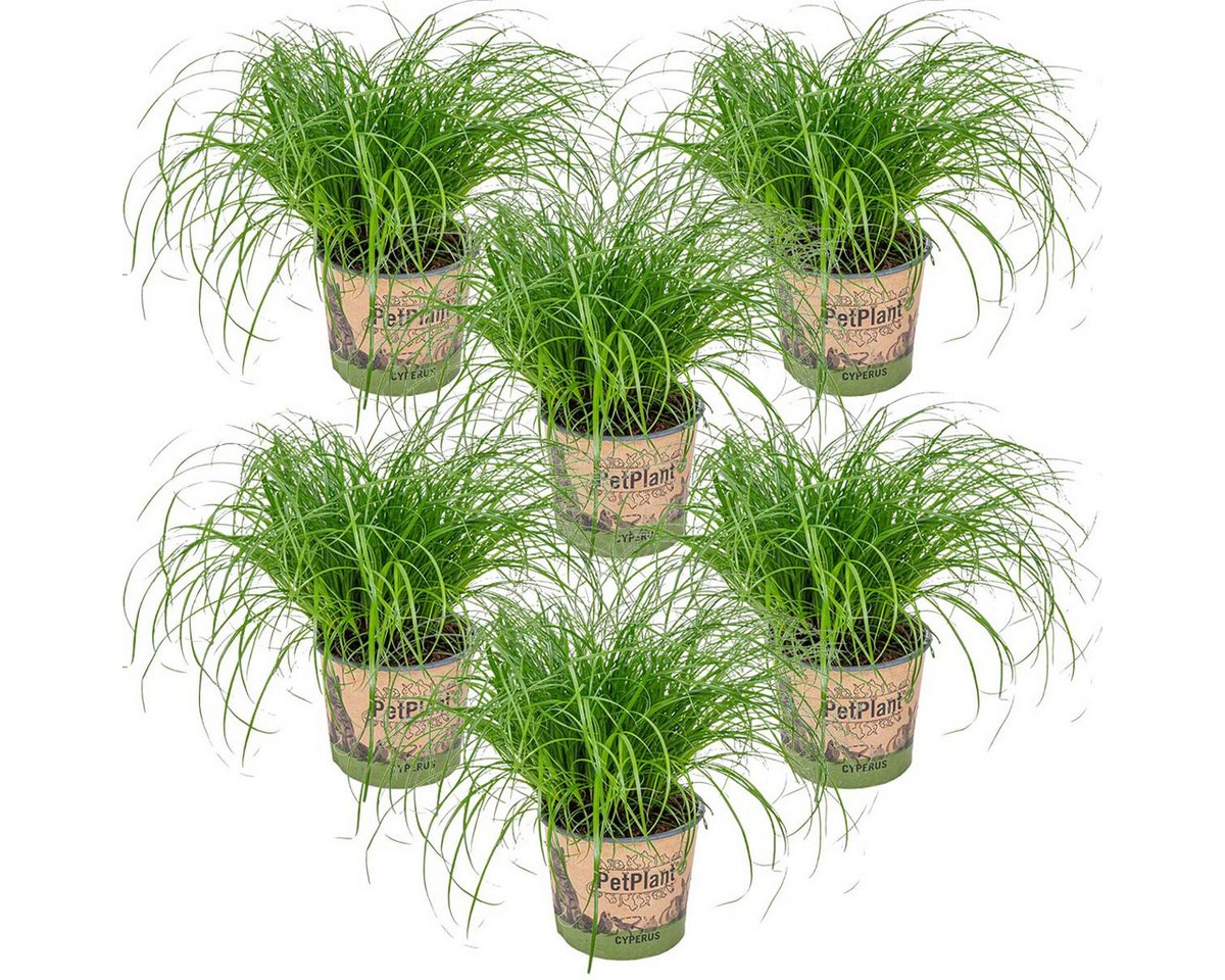Bloomique Zimmerpflanze Bloomique - 6er Set - Cyperus Zumula - Katzengras Fertig Gewachsen - Z, 6 St. Bild 4