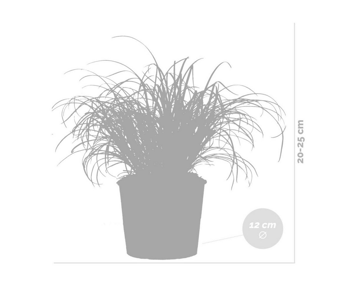 Bloomique Zimmerpflanze Bloomique - 6er Set - Cyperus Zumula - Katzengras Fertig Gewachsen - Z, 6 St. Bild 5