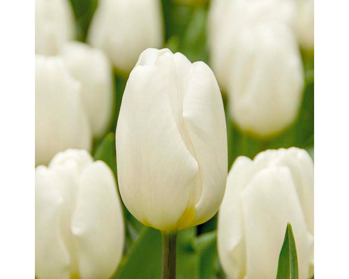 Bloomique Blumenzwiebeln Bloomique - Mischung aus 20 - Tulipa - Tulpenzwiebeln - Weiß - Blumenz, (20-St) Bild 2