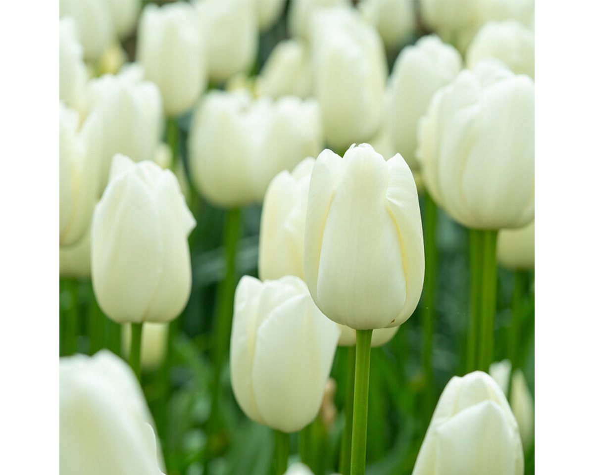 Bloomique Blumenzwiebeln Bloomique - Mischung aus 20 - Tulipa - Tulpenzwiebeln - Weiß - Blumenz, (20-St) Bild 3
