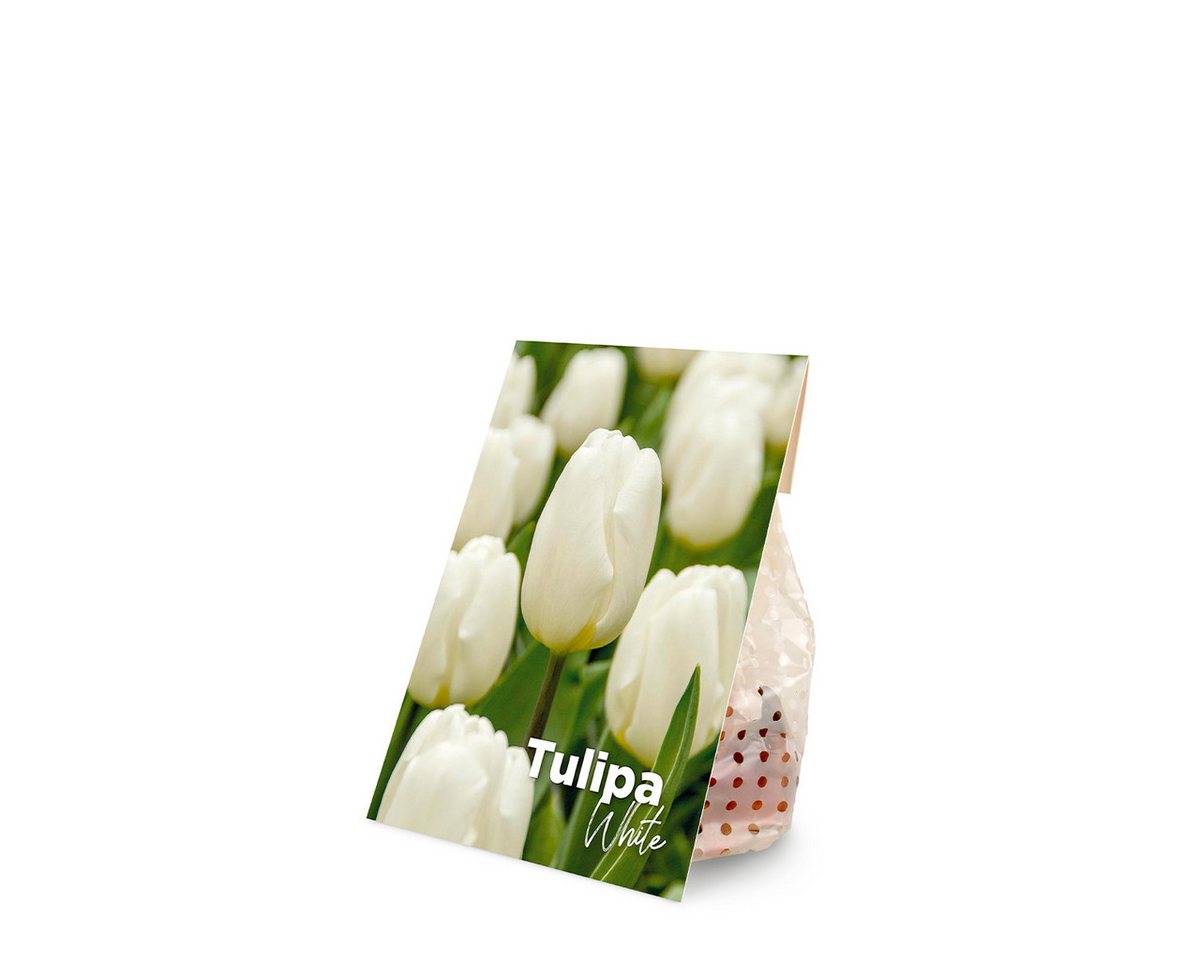 Bloomique Blumenzwiebeln Bloomique - Mischung aus 20 - Tulipa - Tulpenzwiebeln - Weiß - Blumenz, (20-St) Bild 4