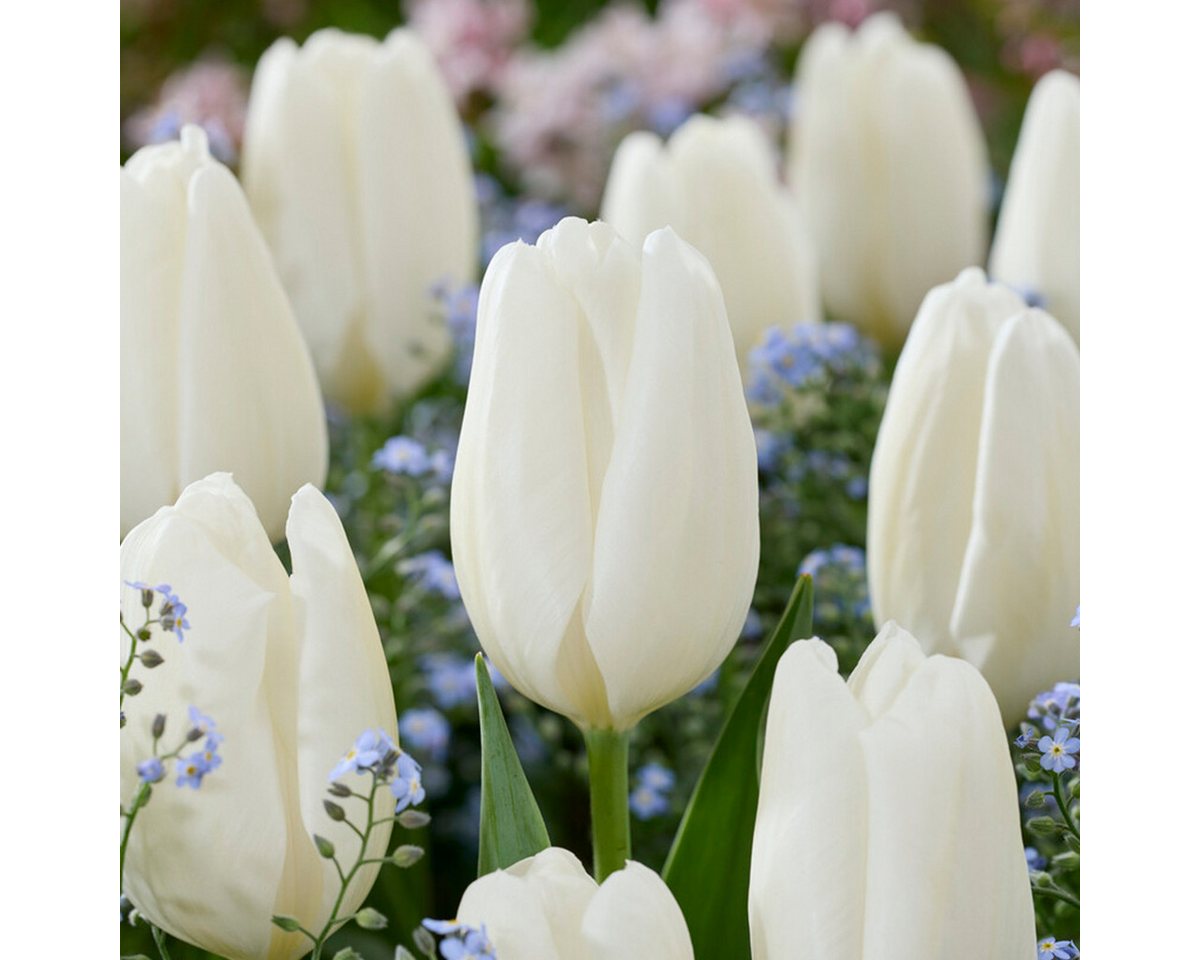 Bloomique Blumenzwiebeln Bloomique - Mischung aus 20 - Tulipa - Tulpenzwiebeln - Weiß - Blumenz, (20-St) Bild 5