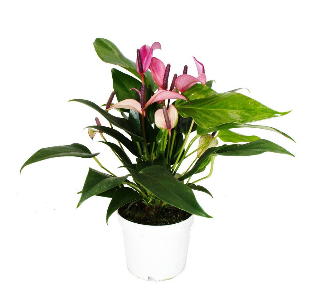 Exotenherz Zimmerpflanze Flamingoblume Anthurium andreanum Zizou 12cm Topf lila blühend