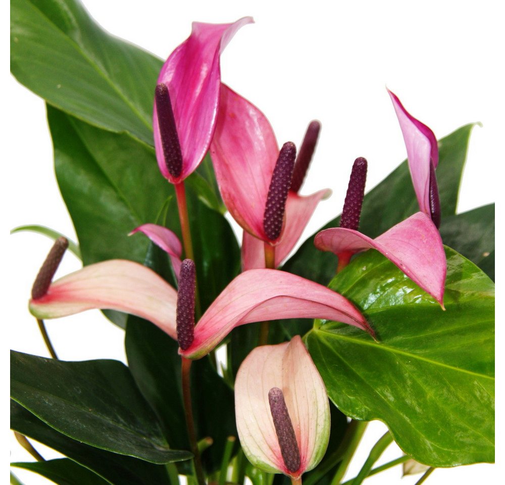 Exotenherz Zimmerpflanze Flamingoblume Anthurium andreanum Zizou 12cm Topf lila blühend Bild 2