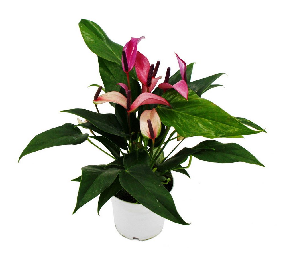 Exotenherz Zimmerpflanze Flamingoblume Anthurium andreanum Zizou 12cm Topf lila blühend Bild 3