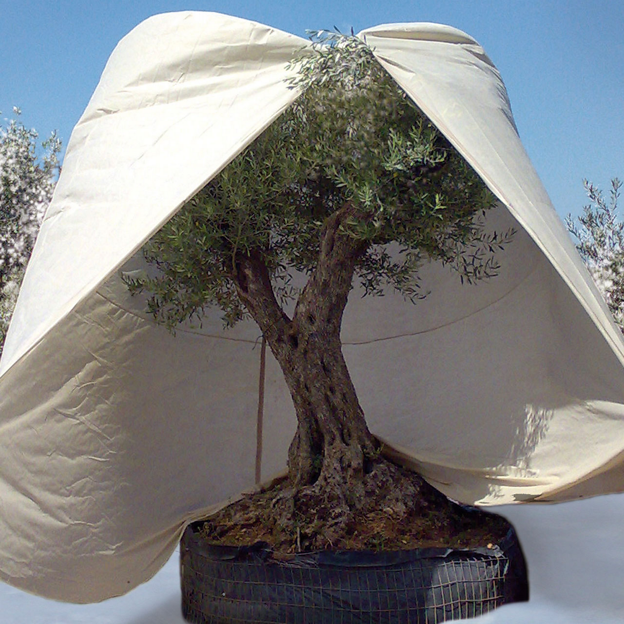 Videx Winterschutz-Vlieshaube 'Mediterran' beige Ø 250 x 350 cm