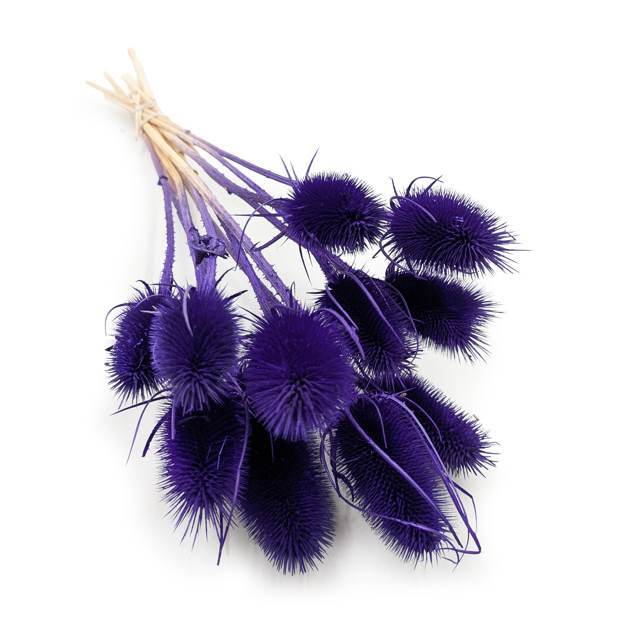 Getrocknete Distel (karde) – Blau