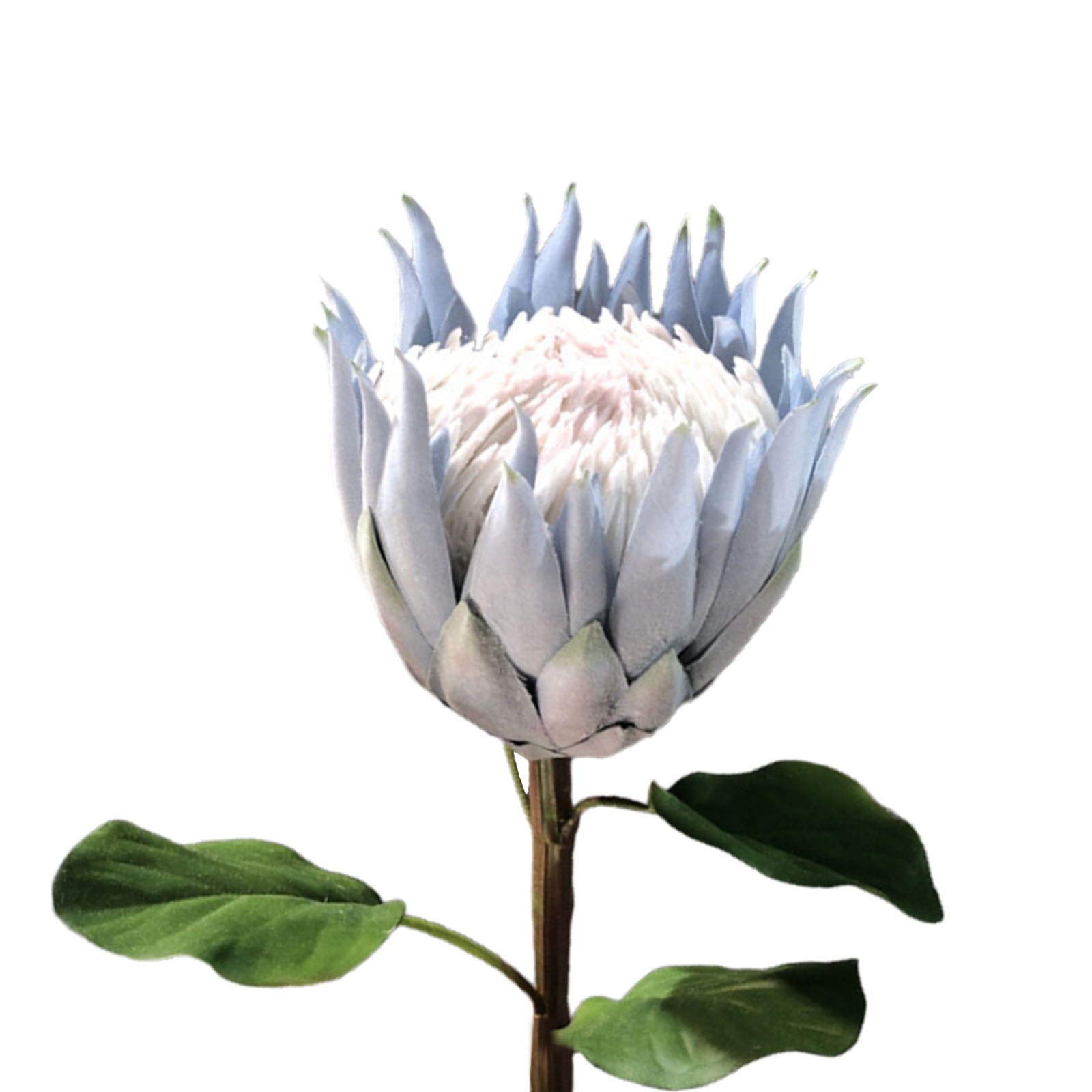 Künstliche, Beflockte Protea-blume, Fotorequisite, Heimdekoration, Kunstblume