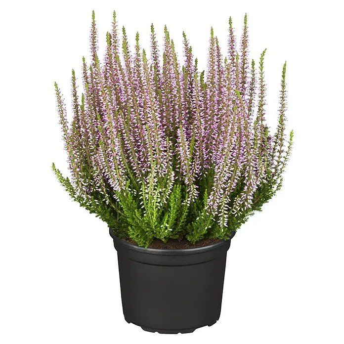 Piardino Besenheide (Calluna vulgaris 'Garden Girls', Topfgröße: 13 cm, Sortenabhängig)