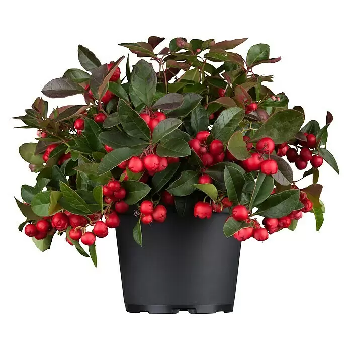 Piardino Rote Teppichbeere (Gaultheria procumbens, Topfgröße: 13 cm, Hellrosa)