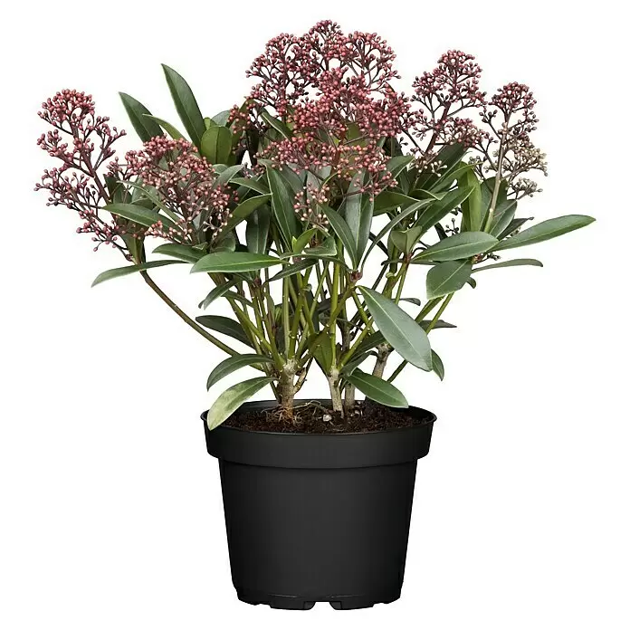 Piardino Japanische Blütenskimmie ab 8 Blüten (Skimmia japonica 'Rubella', Topfgröße: 15 cm, Rot)