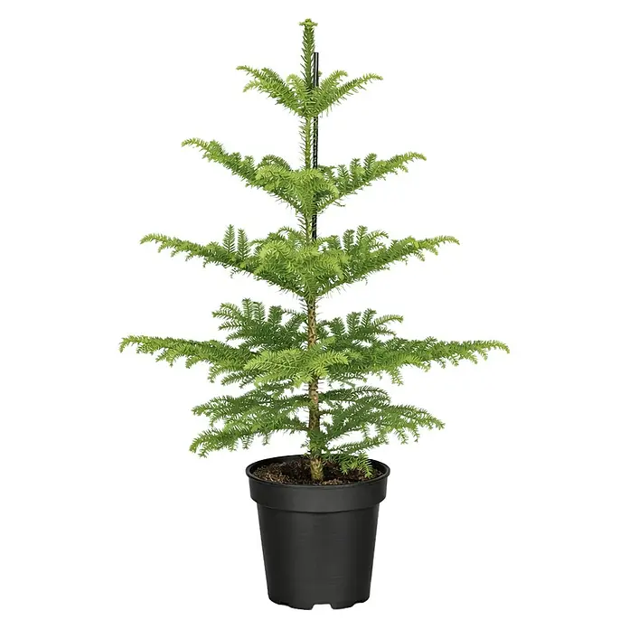 Piardino Zimmertanne (Araucaria heterophylla, Topfgröße: 17 cm)