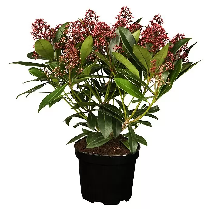 Piardino Chinesische Skimmie XXL (Skimmia japonica 'Rubella', Topfgröße: 23 cm)