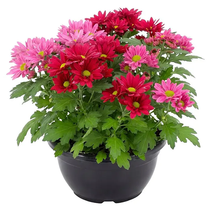 Piardino Herbst-Chrysantheme (Dendranthema indicum 'Swifty' (syn. Chrysanthemum indicum), Topfgröße: 17 cm, Sortenabhängig)